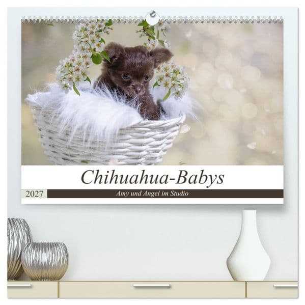 Chihuahua-Babys - Amy und Angel im Studio (hochwertiger Premium Wandkalender 2027 DIN A2 quer), Kunstdruck in Hochglanz