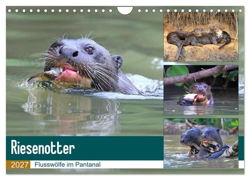 Riesenotter - Flusswölfe im Pantanal (Wandkalender 2027 DIN A4 quer), CALVENDO Monatskalender
