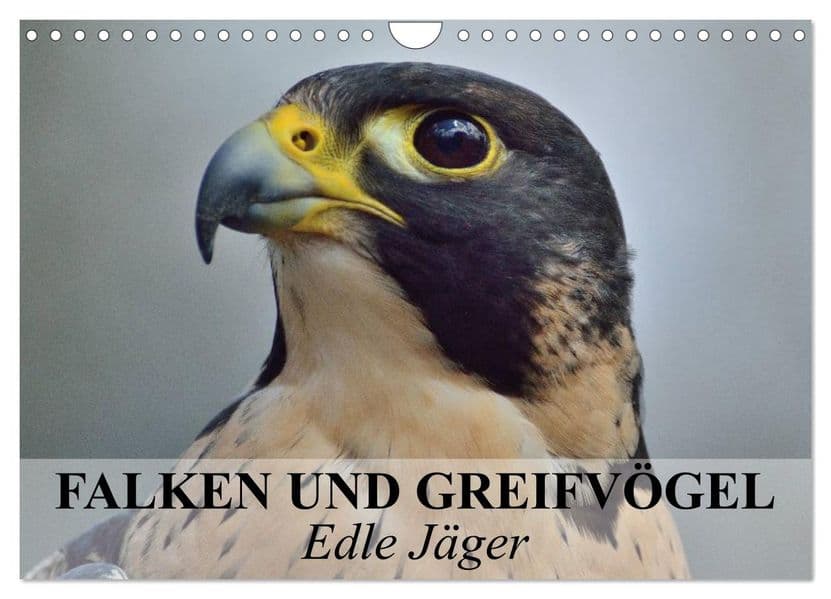 Falken und Greifvögel. Edle Jäger (Wandkalender 2027 DIN A4 quer), CALVENDO Monatskalender