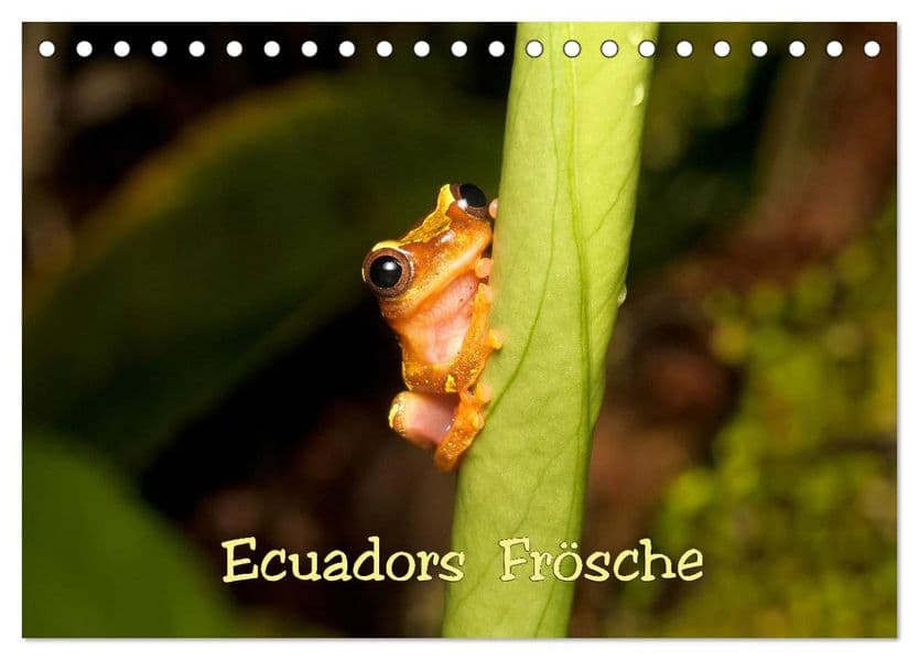 Ecuadors Frösche (Tischkalender 2027 DIN A5 quer), CALVENDO Monatskalender