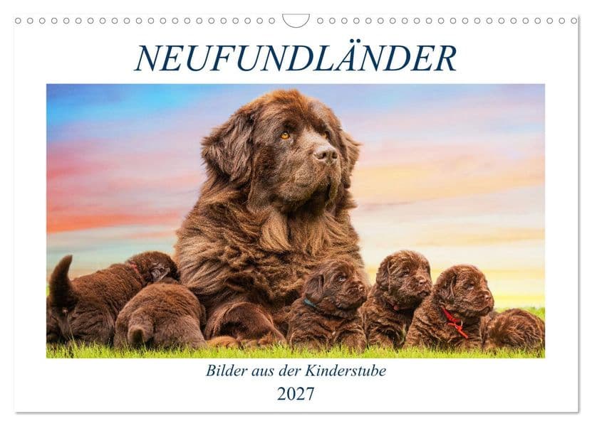 Neufundländer - Bilder aus der Kinderstube (Wandkalender 2027 DIN A3 quer), CALVENDO Monatskalender