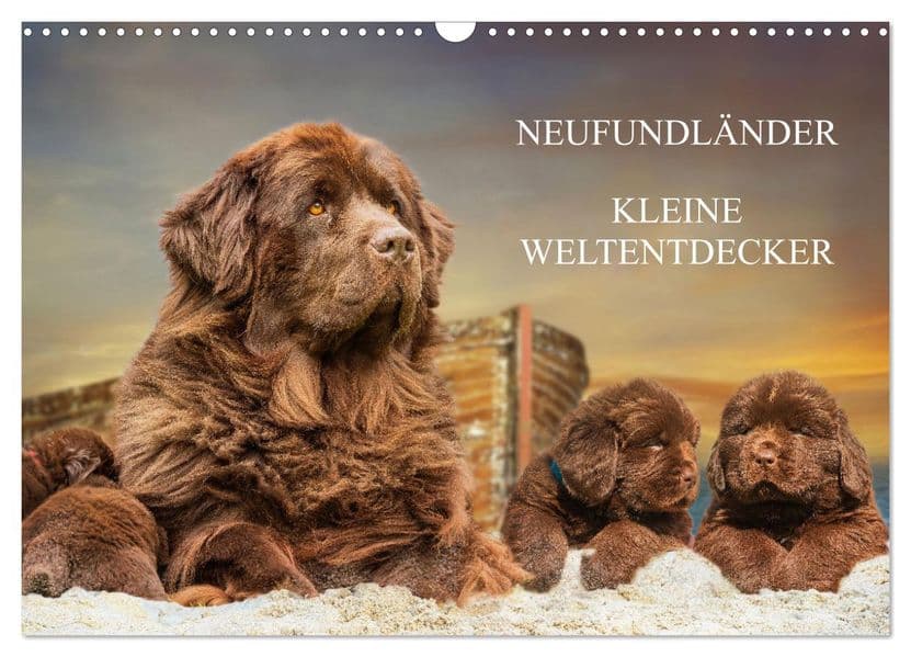 Neufundländer - Kleine Weltentdecker (Wandkalender 2027 DIN A3 quer), CALVENDO Monatskalender