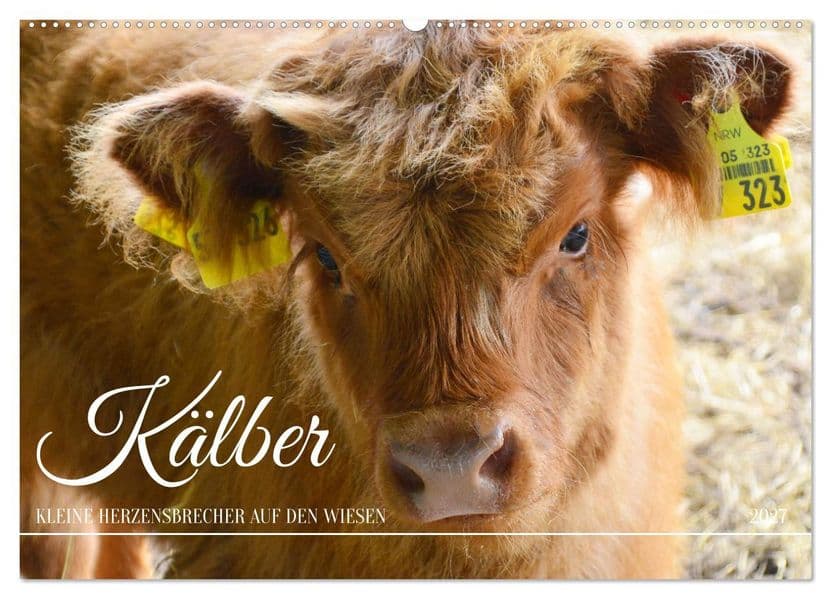 Kälber - Kleine Herzensbrecher auf den Wiesen (Wandkalender 2027 DIN A2 quer), CALVENDO Monatskalender