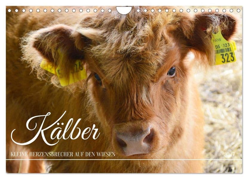 Kälber - Kleine Herzensbrecher auf den Wiesen (Wandkalender 2027 DIN A4 quer), CALVENDO Monatskalender