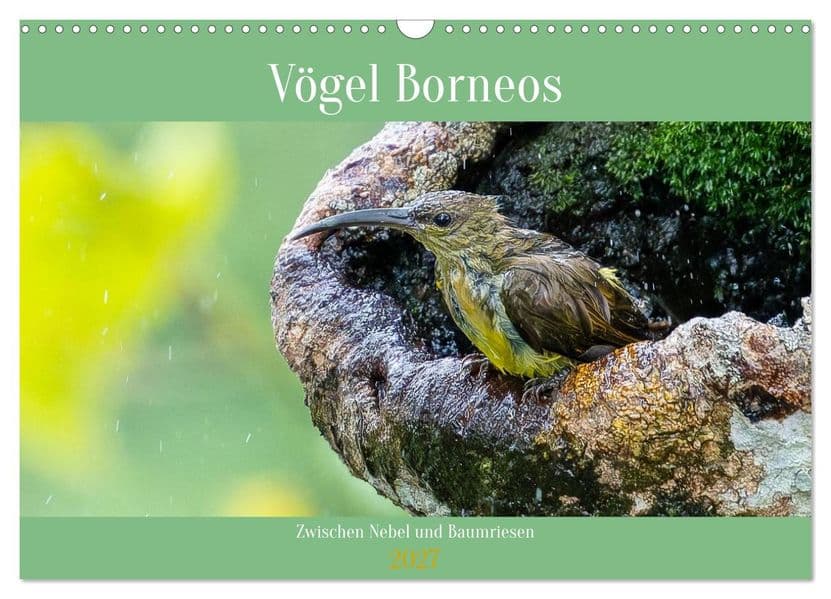 Zwischen Nebel und Baumriesen - Vögel Borneos (Wandkalender 2027 DIN A3 quer), CALVENDO Monatskalender