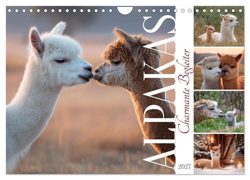 Alpakas - Charmante Begleiter (Wandkalender 2027 DIN A4 quer), CALVENDO Monatskalender: Zauberhafte Tiermomente erleben