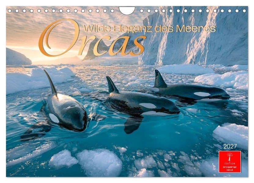 Orcas - Wilde Eleganz des Meeres (Wandkalender 2027 DIN A4 quer), CALVENDO Monatskalender