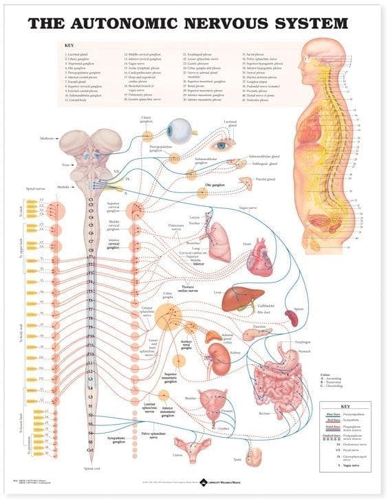 AUTONOMIC NERVOUS SYSTEM PU