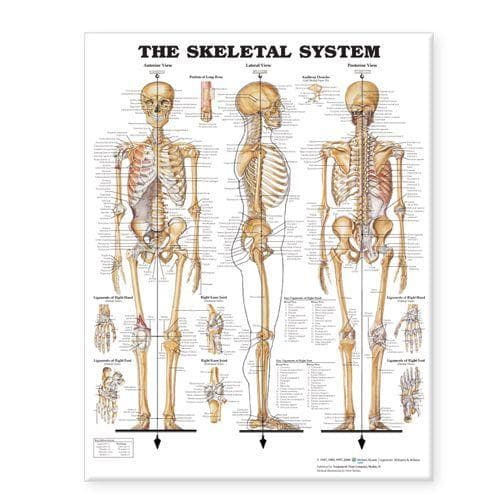 SKELETAL SYSTEM GIANT CHART LAMINATED