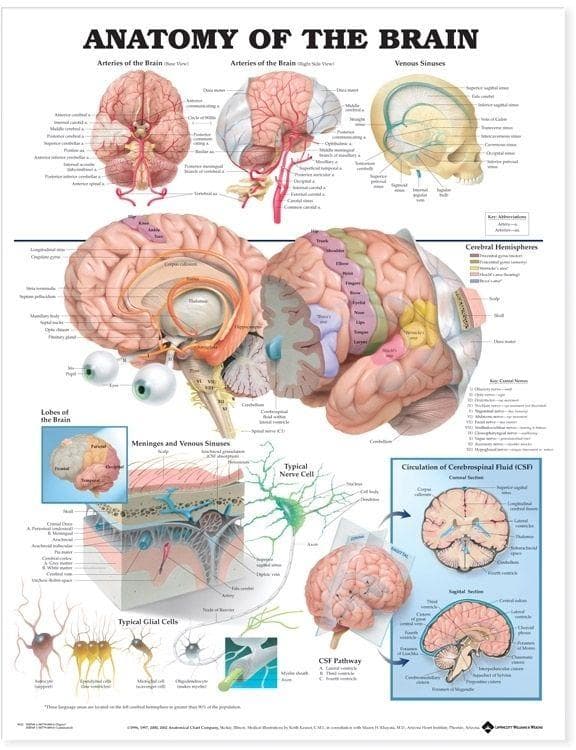 ANATOMY OF THE BRAIN PU