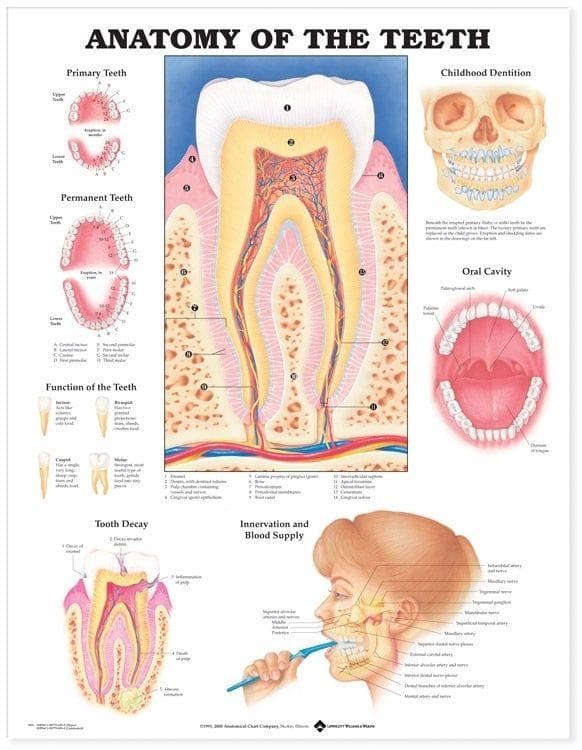 ANATOMY OF TEETH PU