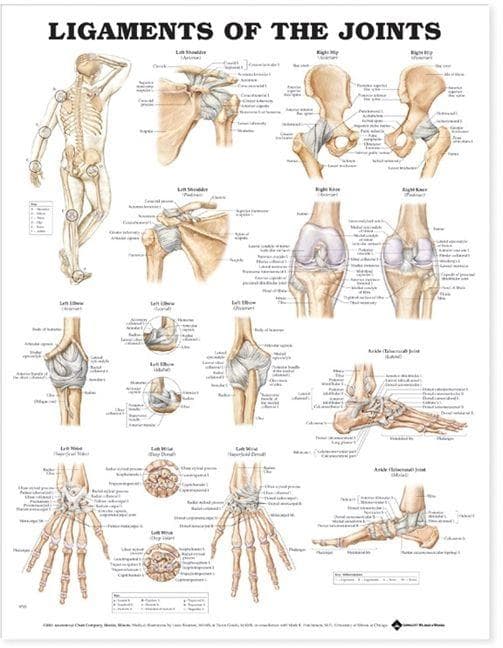 LIGAMENTS OF THE JOINTS PU