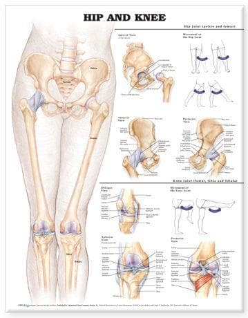 HIP & KNEE PAPER 2E PU