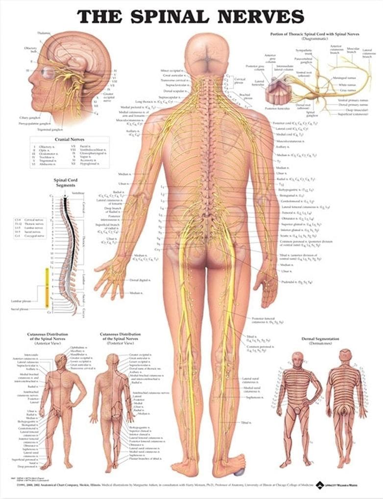 THE SPINAL NERVES PU