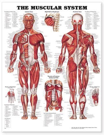 MUSCULAR SYSTEM PST