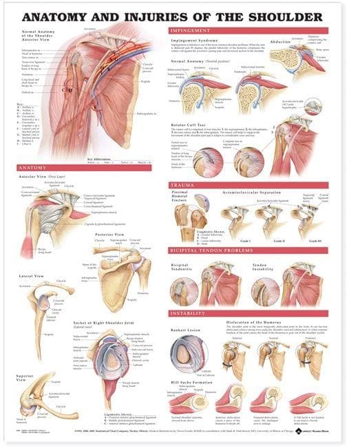 ANATOMY & INJURIES SHOULDER