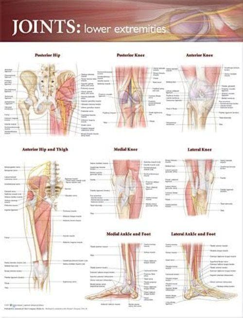 JOINTS OF THE LOWER EXTREMITIES PAPER CH