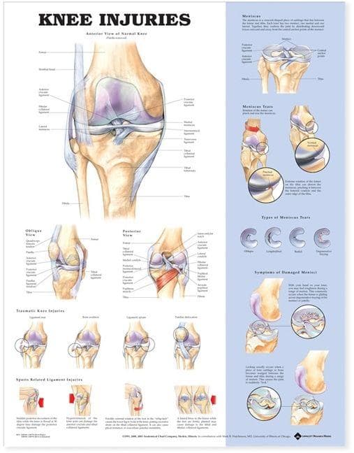 KNEE INJURIES PU