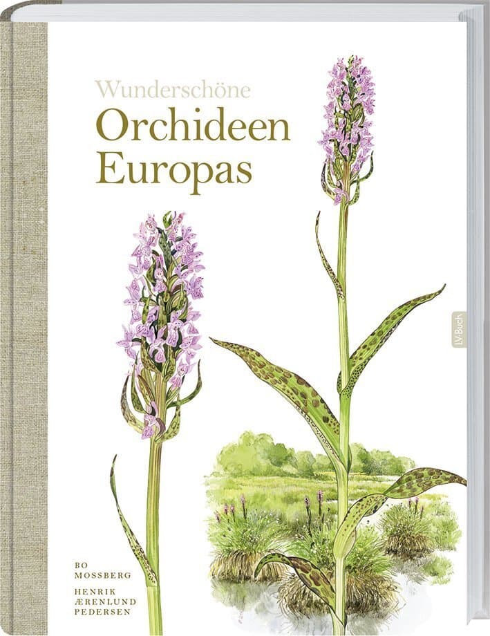 Wunderschöne Orchideen Europas