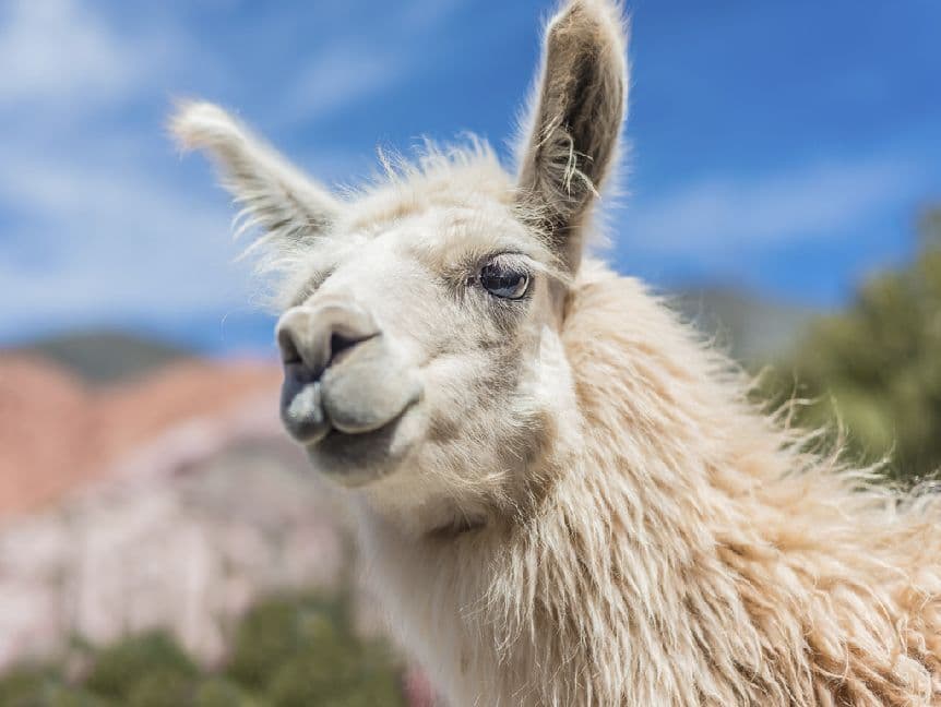 Lama - 500 Teile (Puzzle)