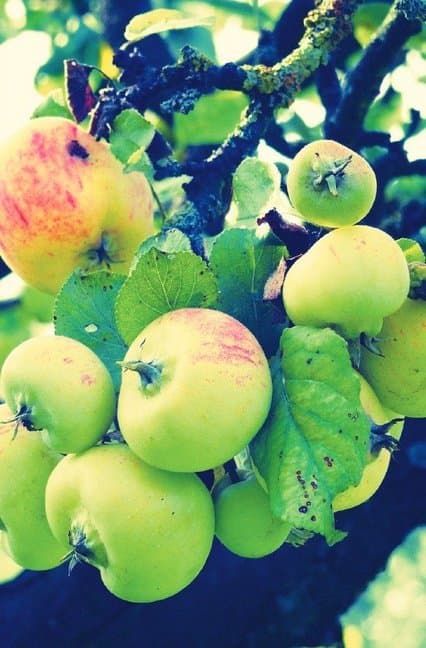 Schreibwandel Notizbuch "Äpfel"