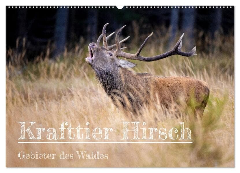 Krafttier Hirsch (Wandkalender 2026 DIN A2 quer), CALVENDO Monatskalender