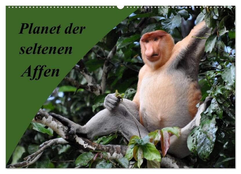 Planet der seltenen Affen (Wandkalender 2026 DIN A2 quer), CALVENDO Monatskalender