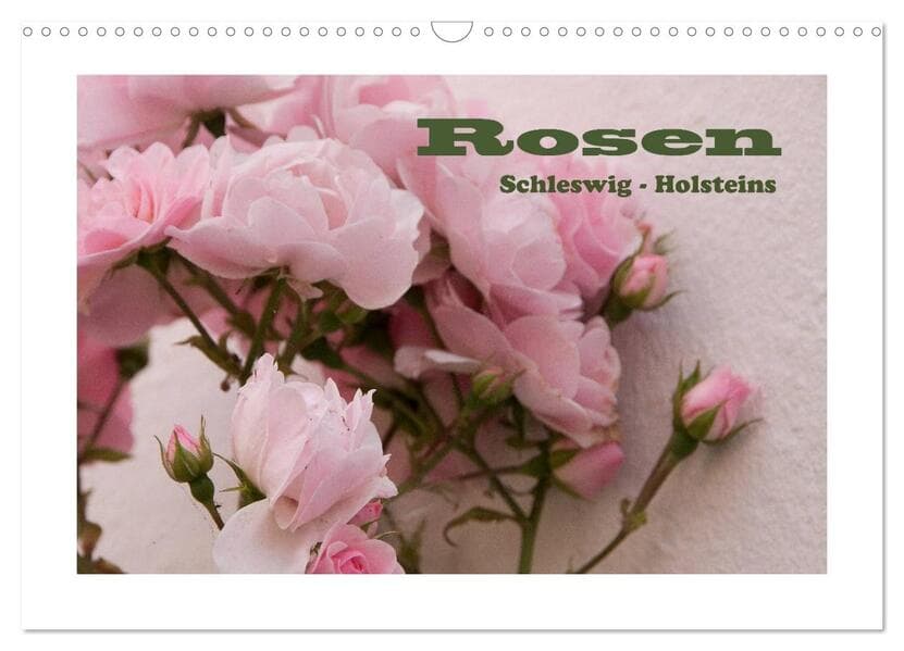 Rosen Schleswig-Holsteins (Wandkalender 2026 DIN A3 quer), CALVENDO Monatskalender