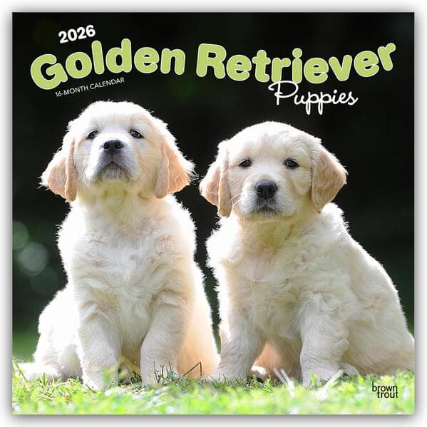 Golden Retriever Puppies 2026 12 X 24 Inch (Hanging) Monthly Square Wall Calendar Plastic-Free