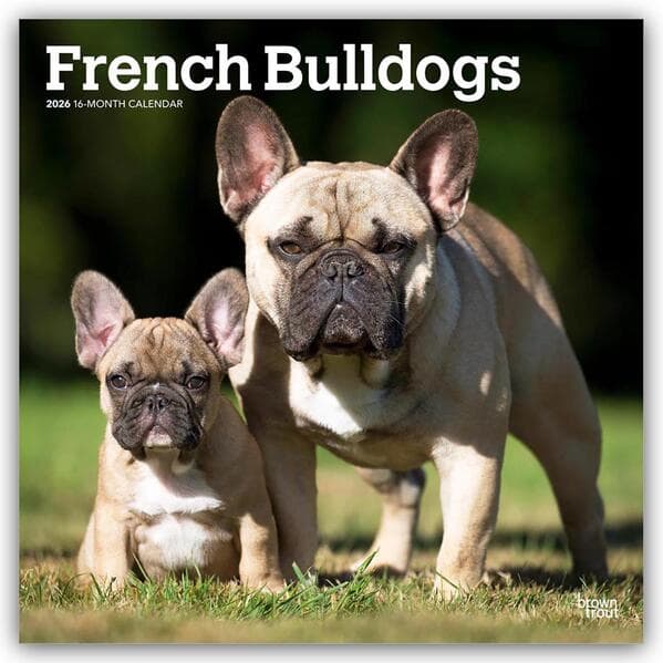 French Bulldogs 2026 12 X 24 Inch (Hanging) Monthly Square Wall Calendar Plastic-Free