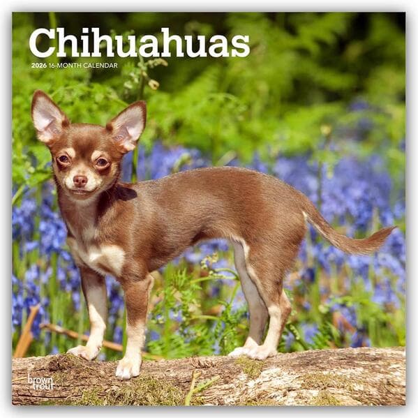 Chihuahuas 2026 12 X 24 Inch (Hanging) Monthly Square Wall Calendar Plastic-Free