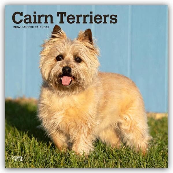 Cairn Terriers 2026 - 16-Monatskalender