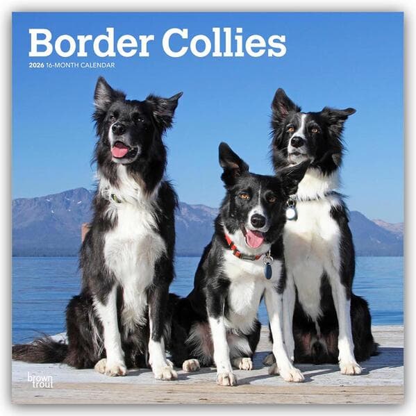 Border Collies 2026 - 16-Monatskalender