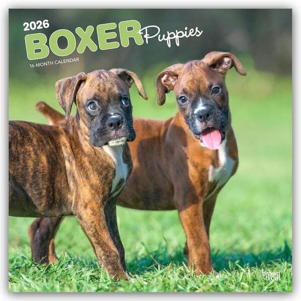 Boxer Puppies 2026 12 X 24 Inch (Hanging) Monthly Square Wall Calendar Plastic-Free