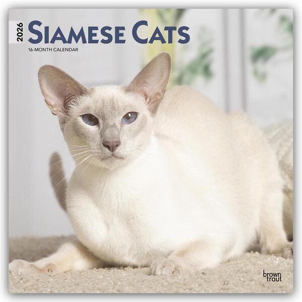 Siamese Cats - Siamesische Katzen - Siamkatzen 2026 - 16-Monatskalender