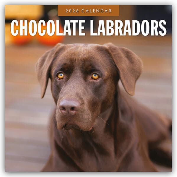 Chocolate Labradors 2026 Square Wall Calendar