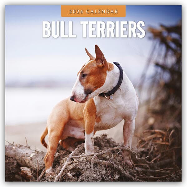 Bull Terriers 2026 Square Wall Calendar