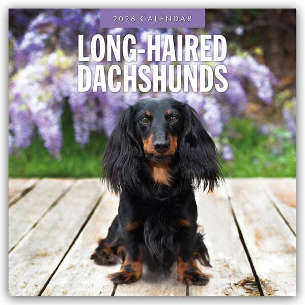 Long-haired Dachshunds 2026 Square Wall Calendar