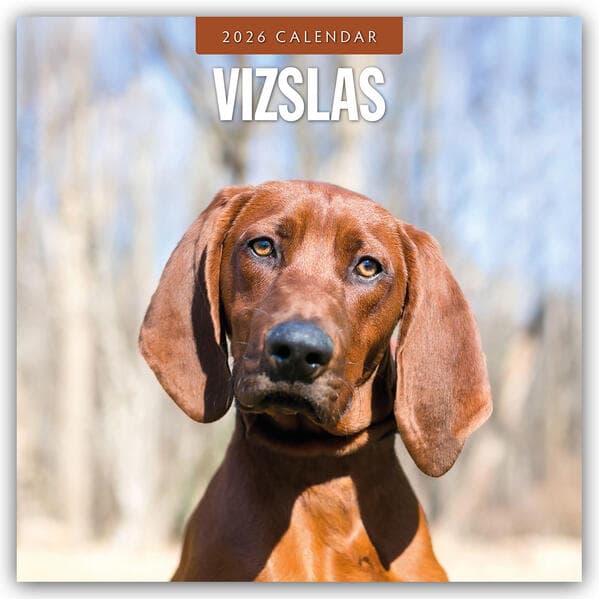 Vizslas 2026 Square Wall Calendar