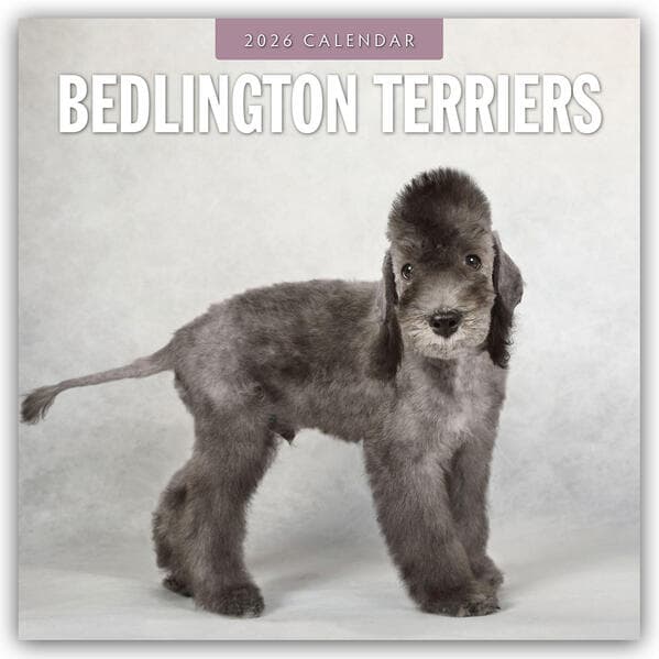Bedlington Terriers 2026 Square Wall Calendar