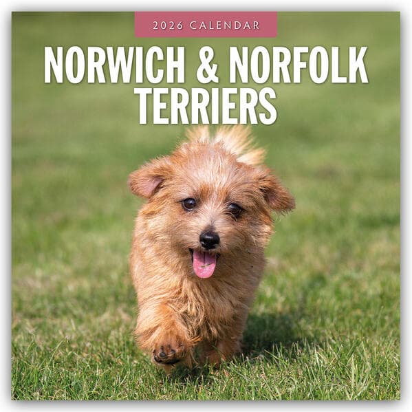 Norwich & Norfolk Terriers 2026 Square Wall Calendar