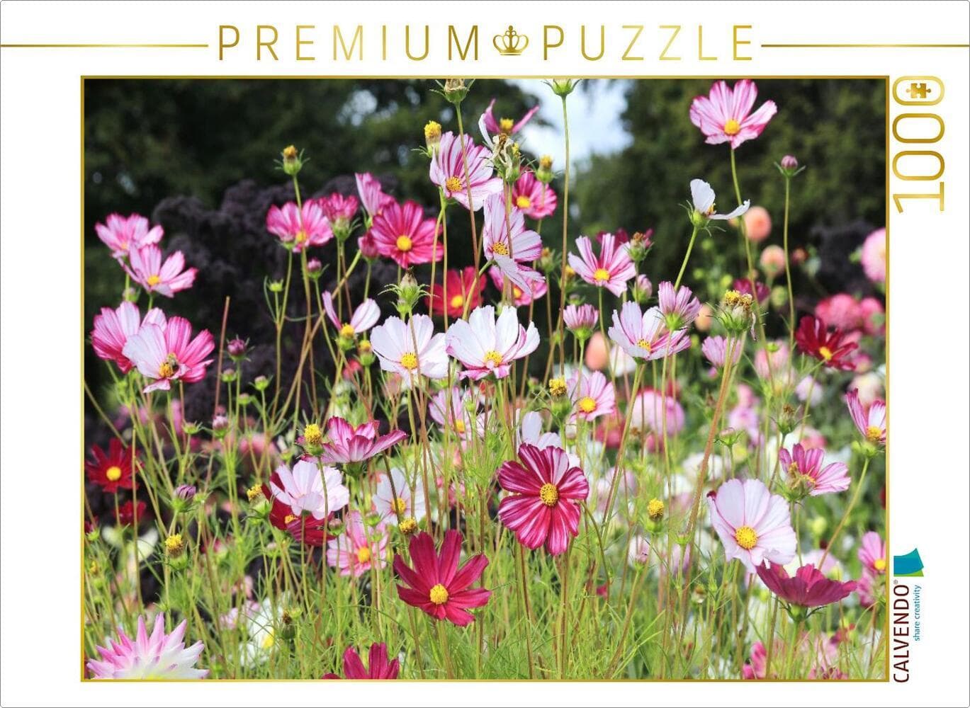 CALVENDO Puzzle Cosmea oder Schmuckkörbchen in der Blumenwiese | 1000 Teile Lege-Größe 64x48cm Foto-