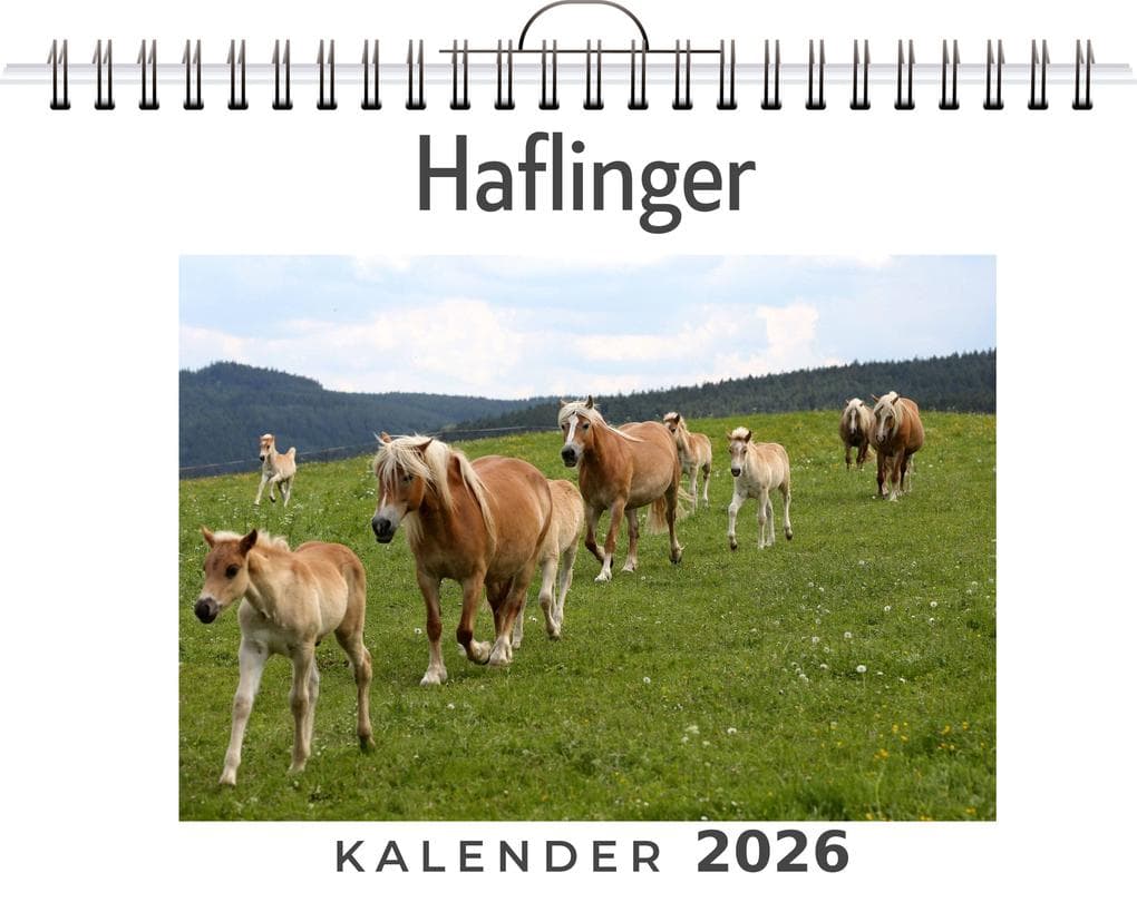 Haflinger