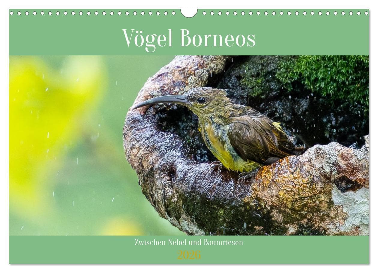 Zwischen Nebel und Baumriesen - Vögel Borneos (Wandkalender 2026 DIN A3 quer), CALVENDO Monatskalend