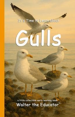 It's Time to Learn about Gulls