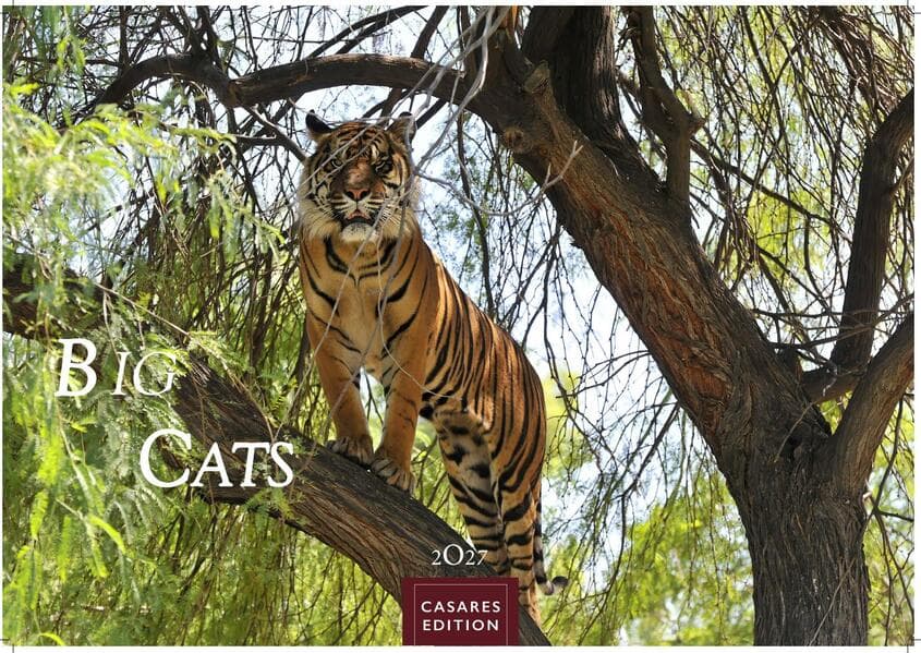 Big Cats Kalender 2027 - Wandkalender | Fotokalender Tierkalender 24x35cm - Wunderschöner Großkatzen-. mit beeindruckenden Fotos von Tiger| Löwen | Jaguar | Gepard | Luchs | Puma