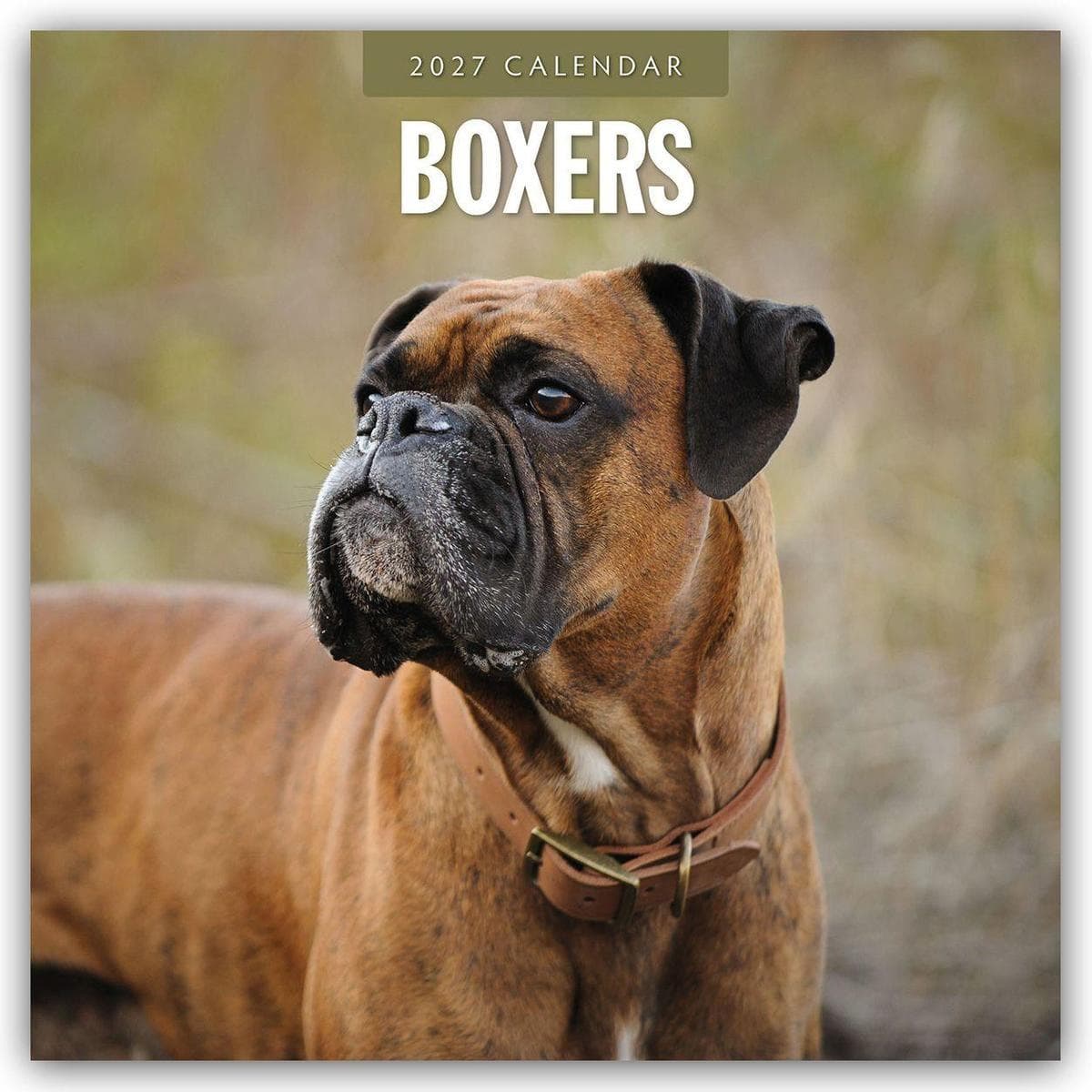 Boxers - Deutscher Boxer 2027 - 16-Monatskalender