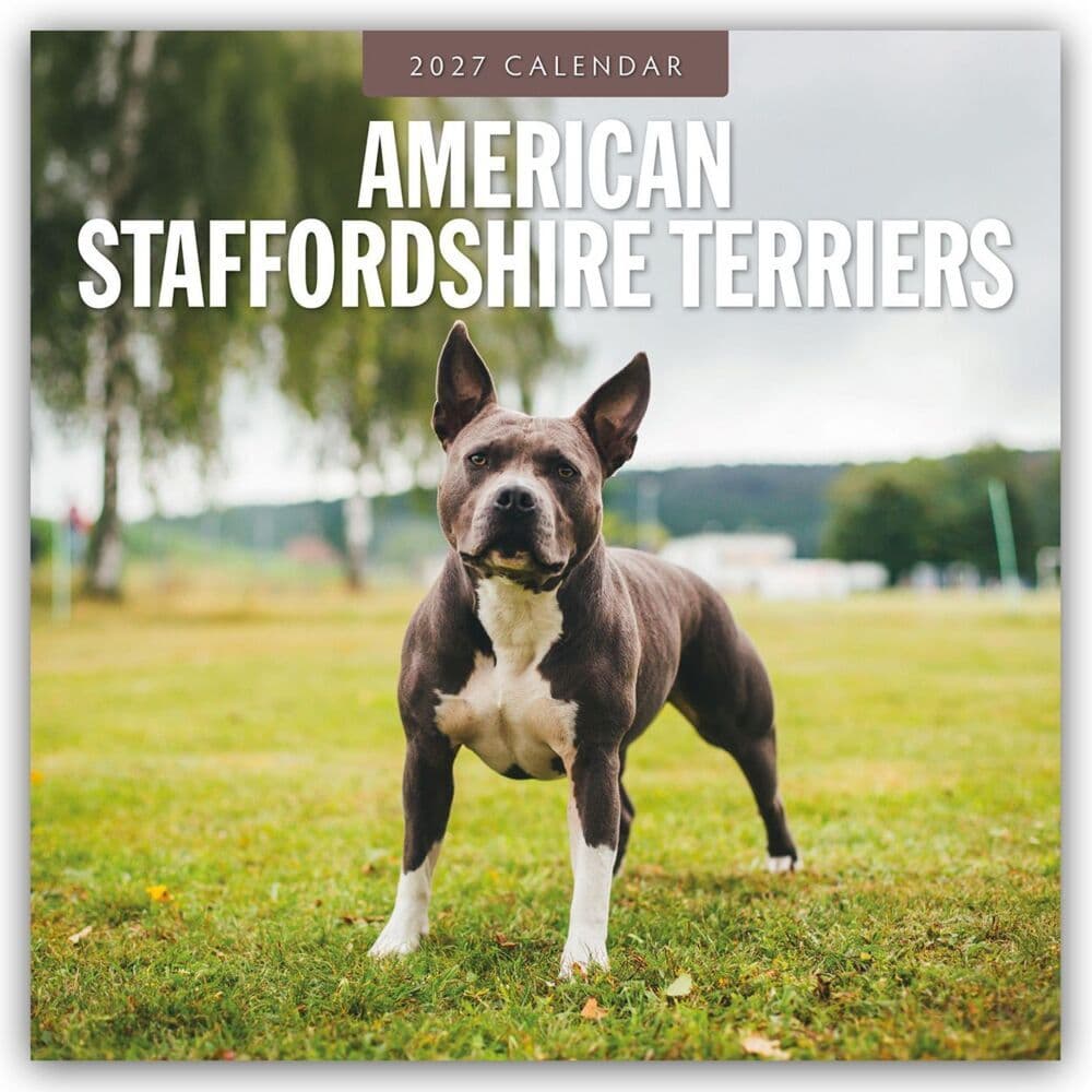 American Staffordshire Terriers - American Staffordshire Terrier 2027 - 16-Monatskalender