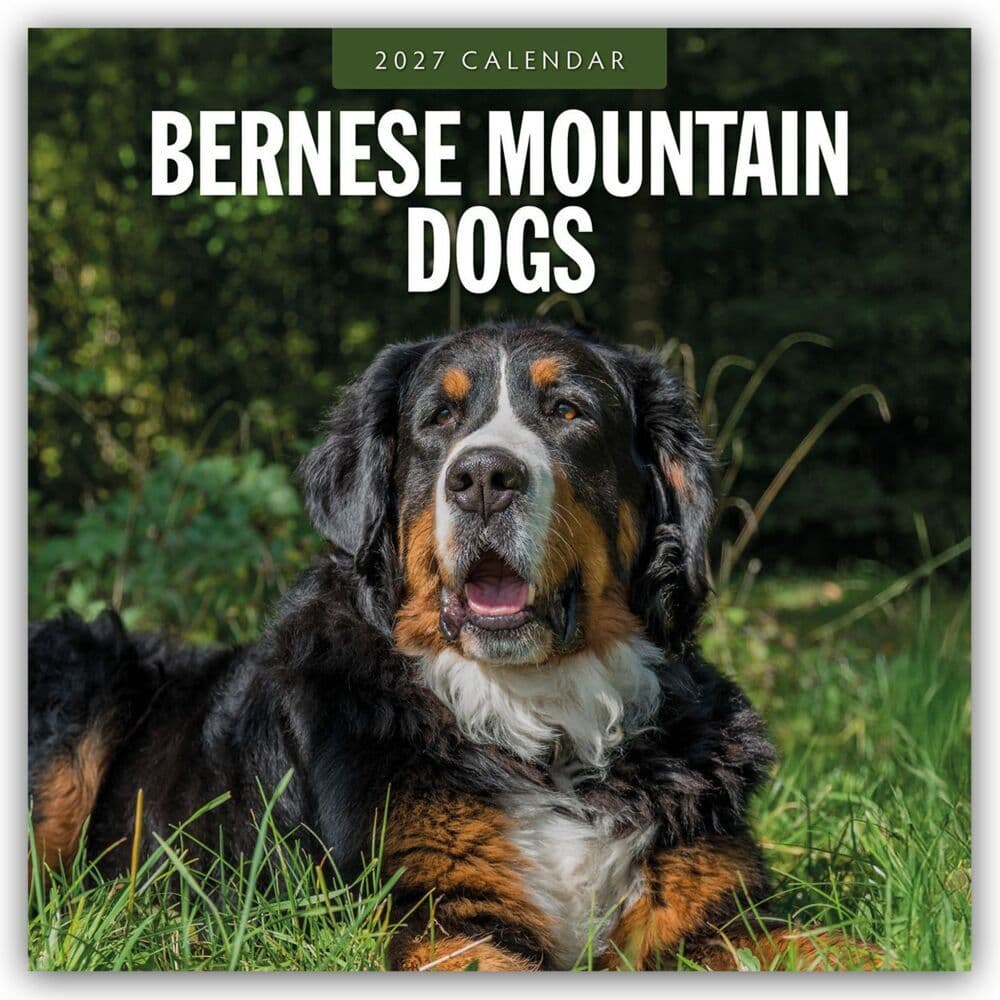 Bernese Mountain Dog - Berner Sennenhund 2027 - 16-Monatskalender