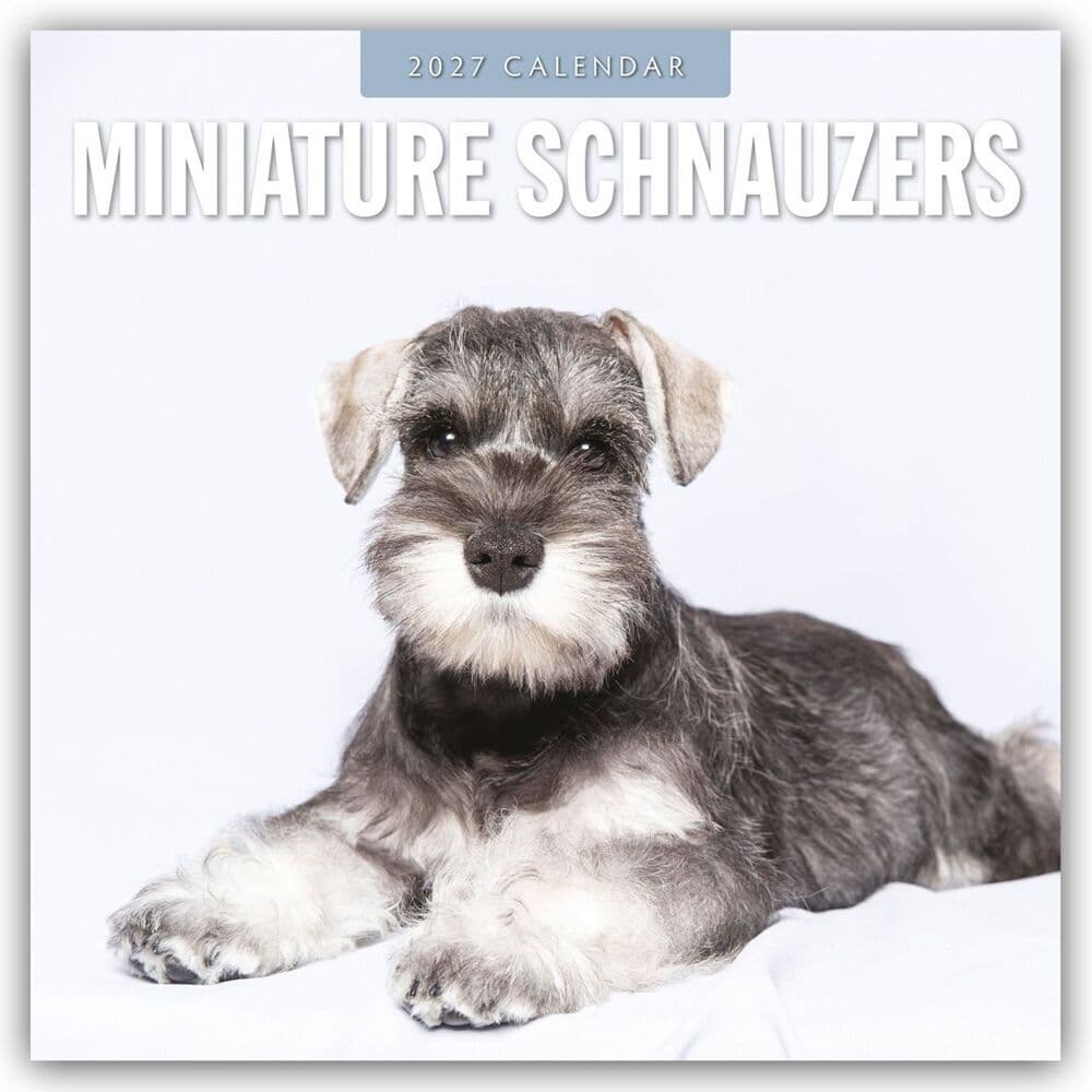 Miniature Schnauzer - Zwergschnauzer 2027 - 16-Monatskalender